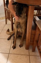 Reunited Female Dog last seen Buckhaven/Stonehaven, San Antonio, TX 78230