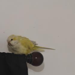 Found/Stray Unknown Bird last seen Webb Chapel and Royal Lane, Dallas, TX 75229