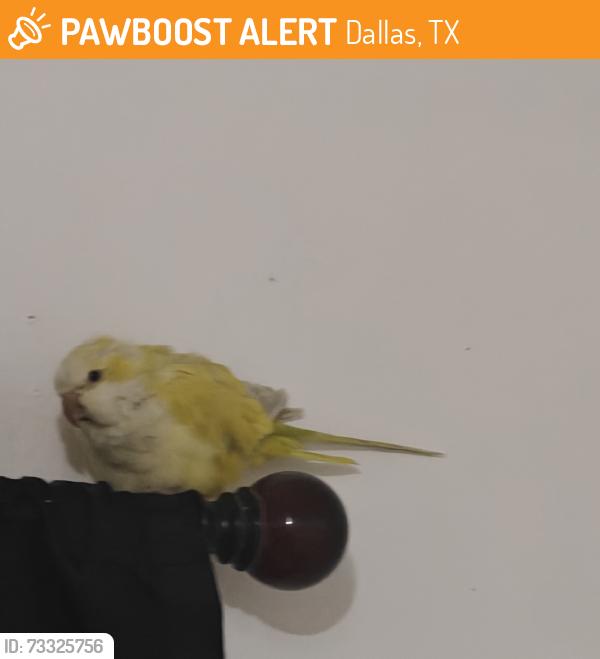 Found/Stray Unknown Bird last seen Webb Chapel and Royal Lane, Dallas, TX 75229