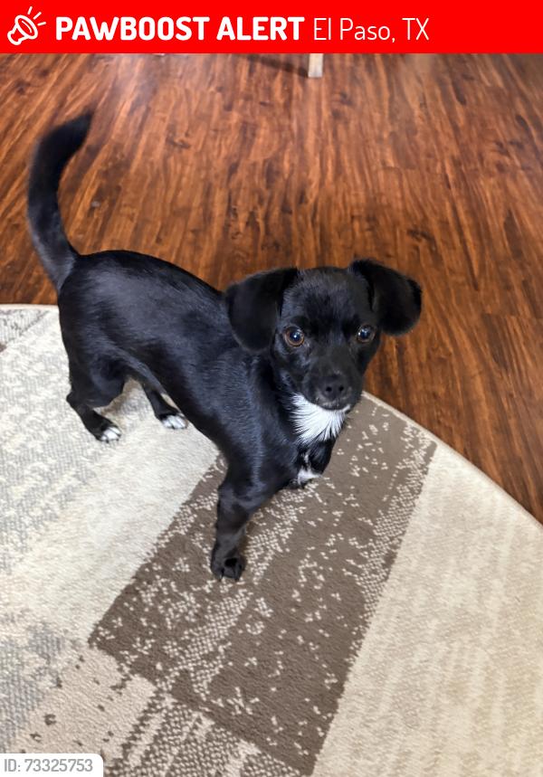 Lost Female Dog last seen Royal crest, El Paso, TX 79936