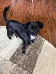 Lost Female Dog last seen Royal crest, El Paso, TX 79936