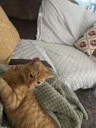 Found/Stray Male Cat last seen Eddy road near bratenahl, Cleveland, OH 44108