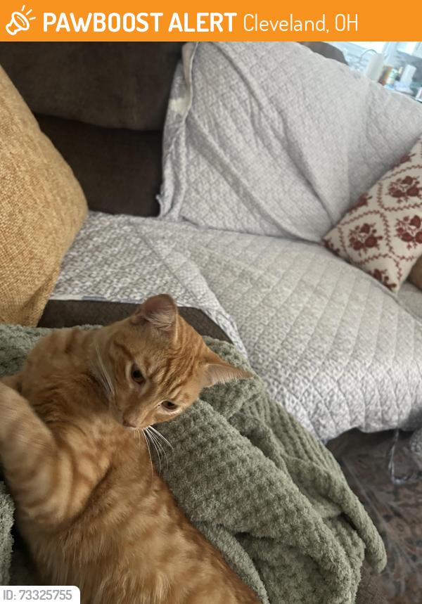 Found/Stray Male Cat last seen Eddy road near bratenahl, Cleveland, OH 44108