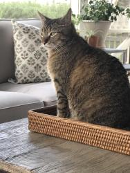 Reunited Male Cat last seen Randall ridge, Elgin, Elgin, IL 60124