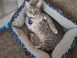 Lost Female Cat last seen Eleven Hundred Apts (Building 35), Sacramento, CA 95825