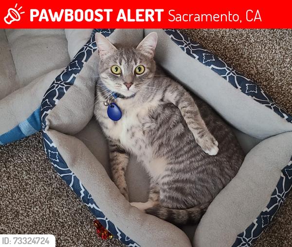 Lost Female Cat last seen Eleven Hundred Apts (Building 35), Sacramento, CA 95825