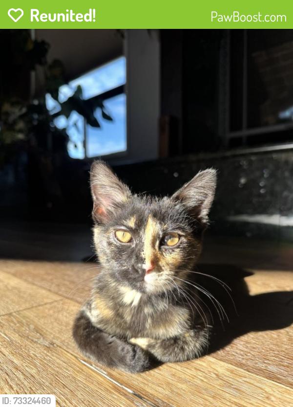 Reunited Female Cat last seen Belgrave and Roberts, Reno, NV 89502