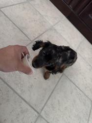 Reunited Female Dog last seen Near napa ferry, Converse, TX 78109