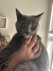 Lost Female Cat last seen cypress gardens road, Winter Haven, FL 33884