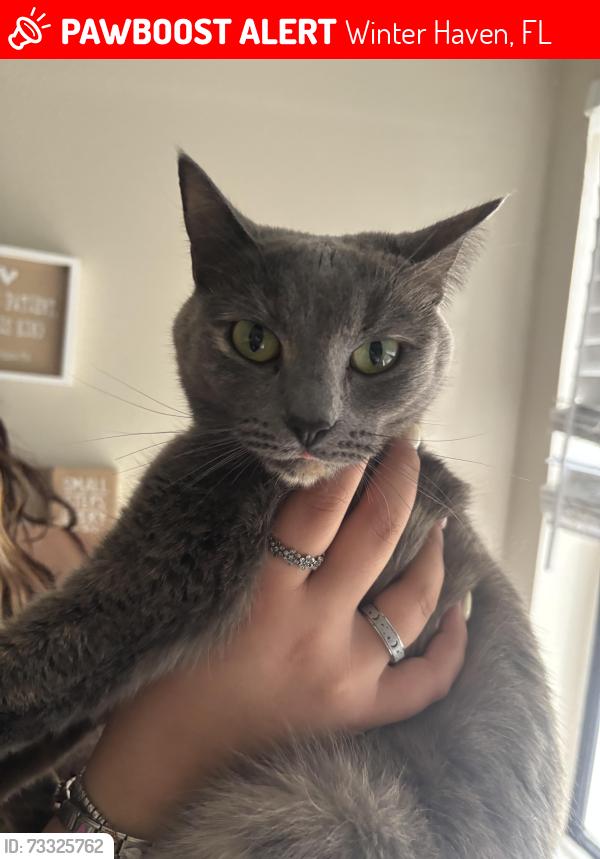 Lost Female Cat last seen cypress gardens road, Winter Haven, FL 33884