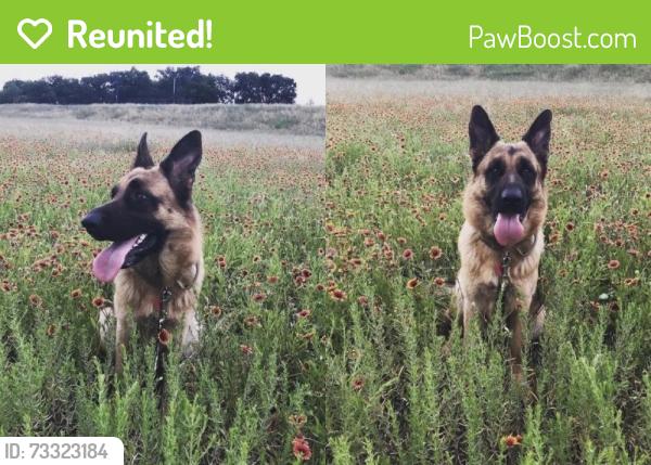Reunited Female Dog last seen Locust st Denton, Denton, TX 76207
