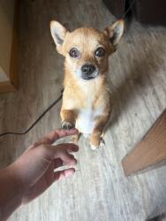 Lost Male Dog last seen Hoke smith drive, Dallas, TX 75224