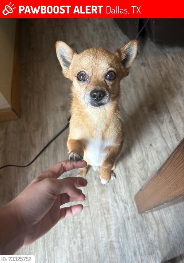 Lost Male Dog last seen Hoke smith drive, Dallas, TX 75224
