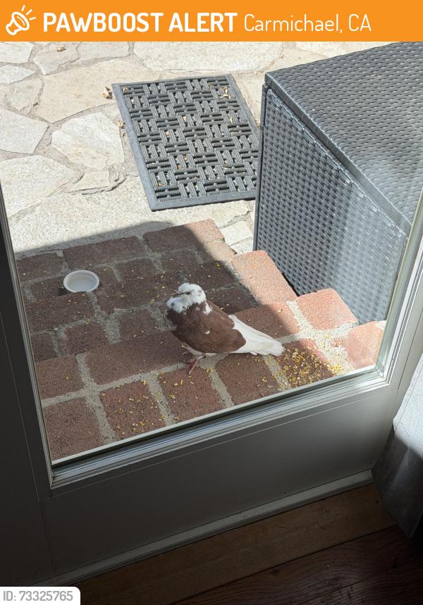 Found/Stray Unknown Bird last seen Backyard, Carmichael, CA 95609