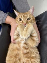Lost Female Cat last seen Linecamp drive, Houston, TX 77064