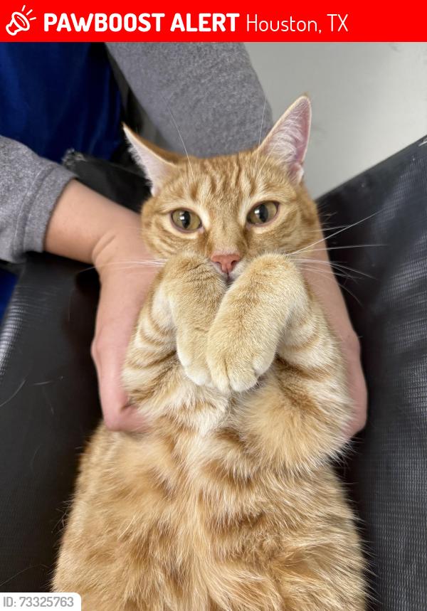 Lost Female Cat last seen Linecamp drive, Houston, TX 77064