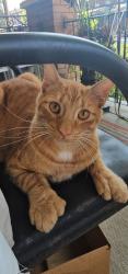 Lost Male Cat last seen N. 16th St and W Tioga St, Philadelphia, PA 19140