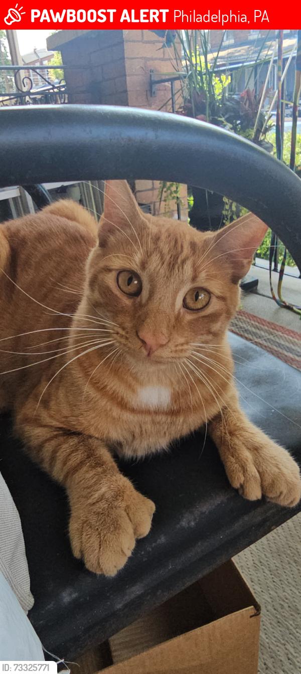 Lost Male Cat last seen N. 16th St and W Tioga St, Philadelphia, PA 19140