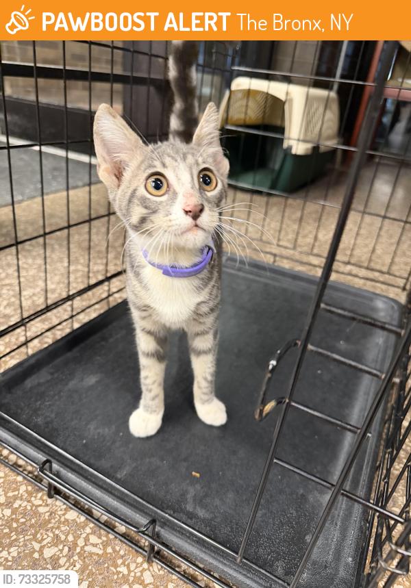 Found/Stray Female Cat last seen apmt Buildings, The Bronx, NY 10466