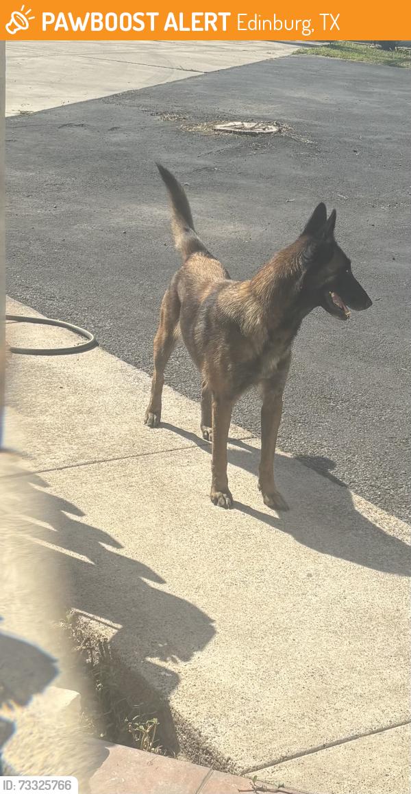 Found/Stray Female Dog last seen FM 493 & HWY 107 in La Blanca, TX, Edinburg, TX 78542