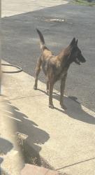 Found/Stray Female Dog last seen FM 493 & HWY 107 in La Blanca, TX, Edinburg, TX 78542