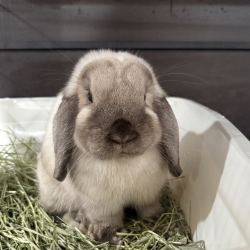 Shelter Stray Male Rabbit last seen , 361 S Raymond Ave, Pasadena, CA 91105, USA
