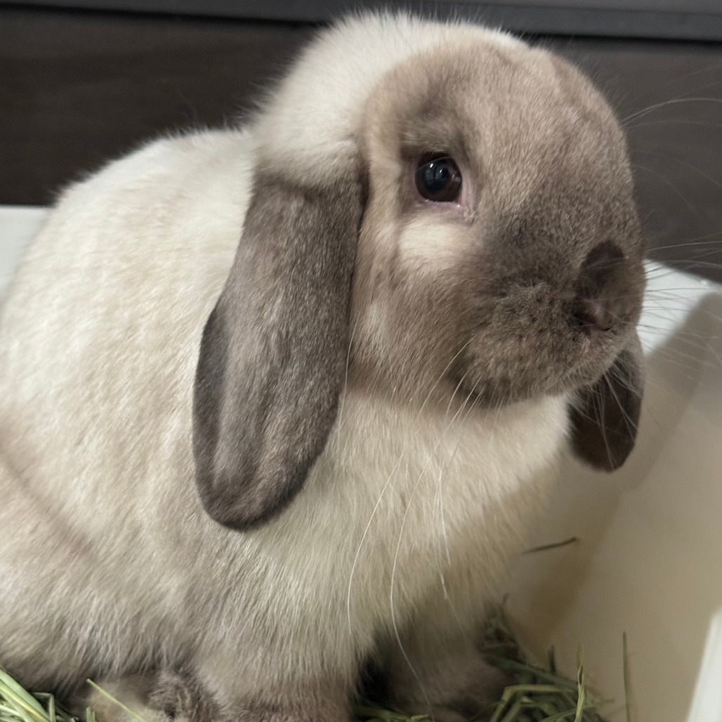 Shelter Stray Female Rabbit last seen , 361 S Raymond Ave, Pasadena, CA 91105, USA
