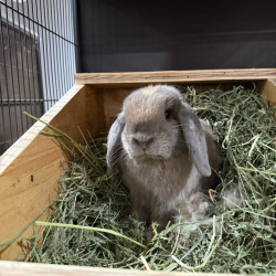Shelter Stray Unknown Rabbit last seen , 361 S Raymond Ave, Pasadena, CA 91105, USA