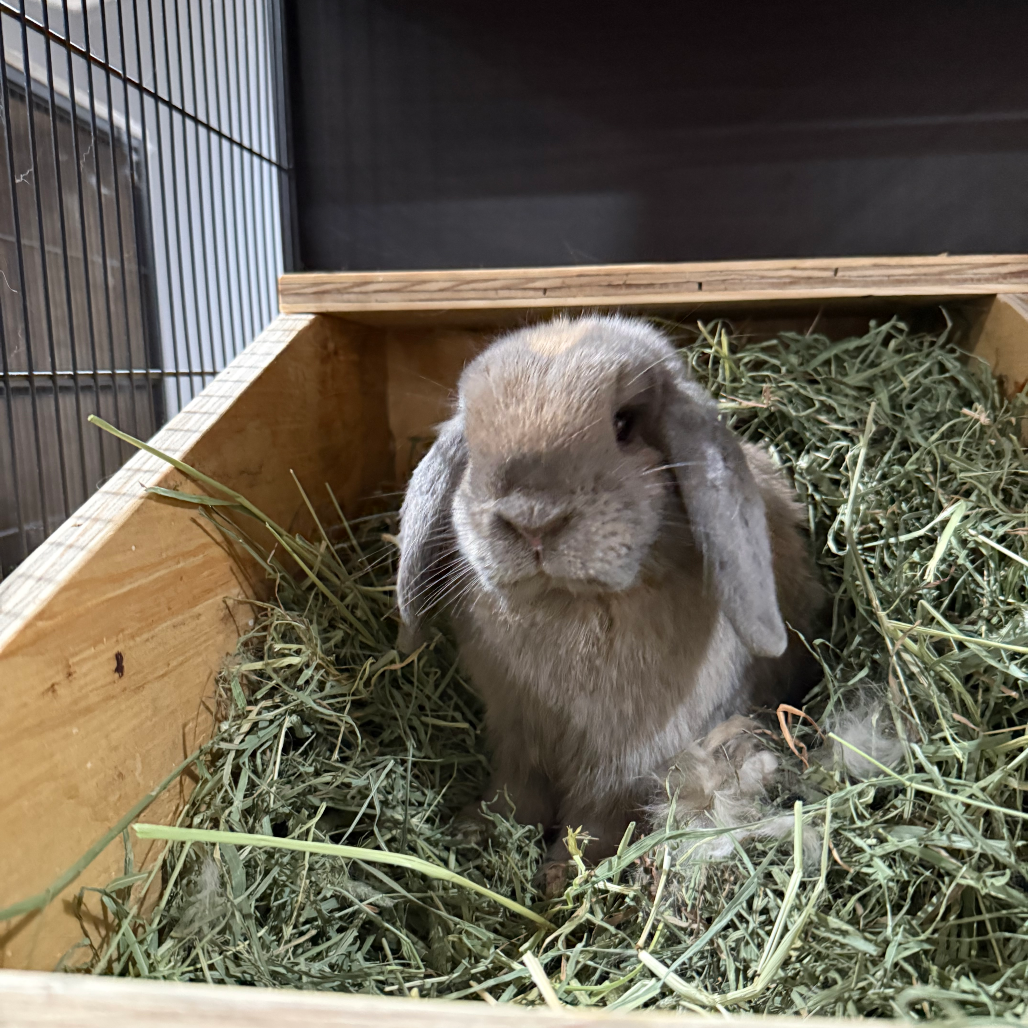 Shelter Stray Unknown Rabbit last seen , 361 S Raymond Ave, Pasadena, CA 91105, USA