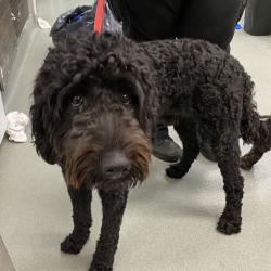 Shelter Stray Male Dog last seen , 6621 Westminster Ave, Garden Grove, CA 92844, USA