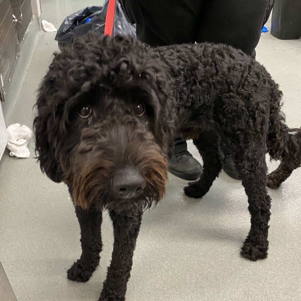 Shelter Stray Male Dog last seen , 6621 Westminster Ave, Garden Grove, CA 92844, USA