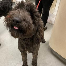 Shelter Stray Female Dog last seen , 6621 Westminster Ave, Garden Grove, CA 92844, USA