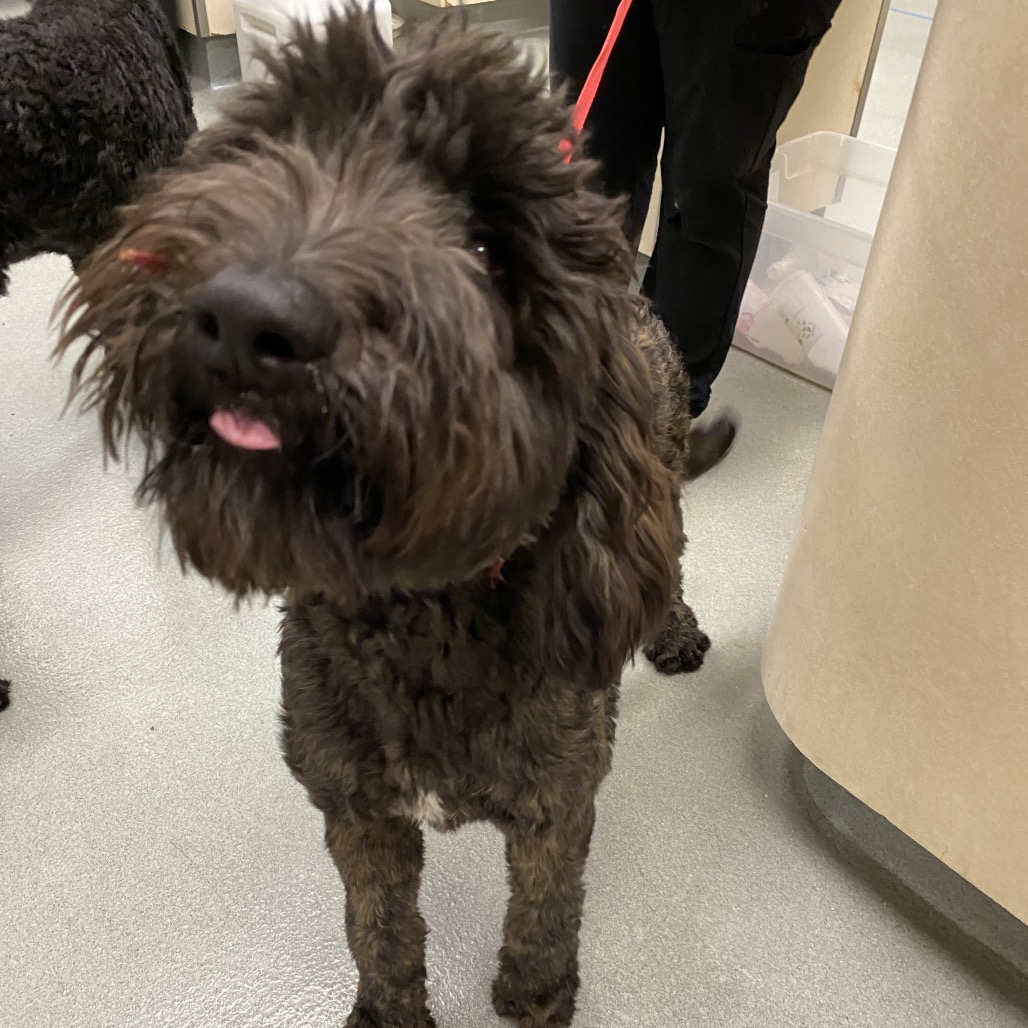 Shelter Stray Female Dog last seen , 6621 Westminster Ave, Garden Grove, CA 92844, USA