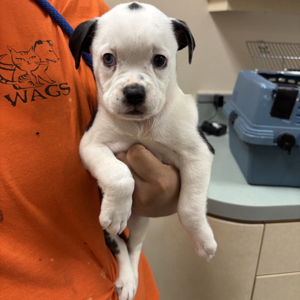 Shelter Stray Female Dog last seen , 6621 Westminster Ave, Garden Grove, CA 92844, USA