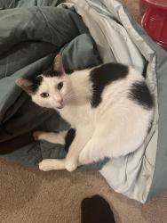 Lost Male Cat last seen Radford Drive Nashville 37217, Nashville, TN 37217