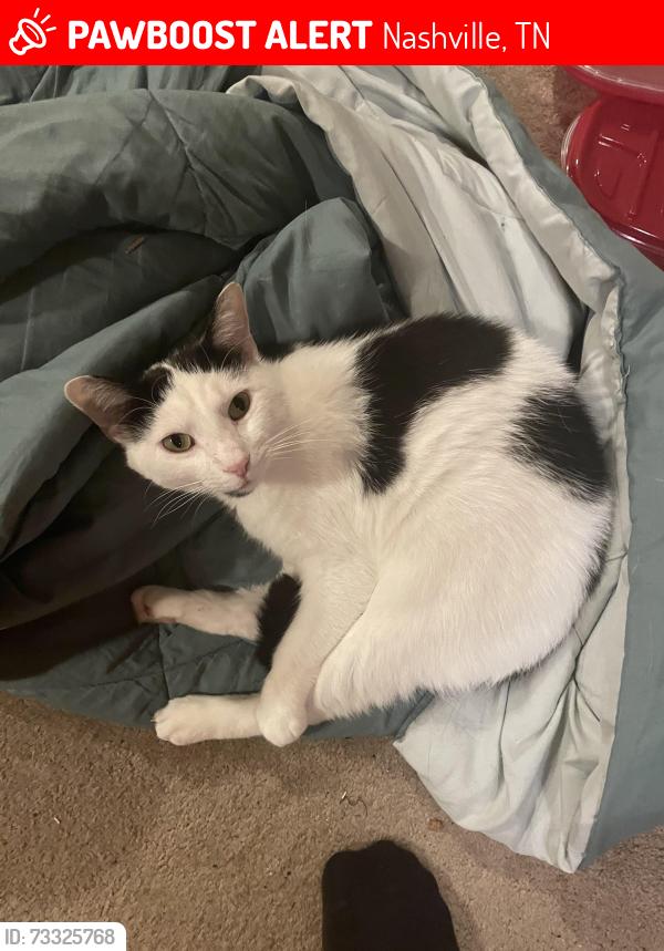 Lost Male Cat last seen Radford Drive Nashville 37217, Nashville, TN 37217