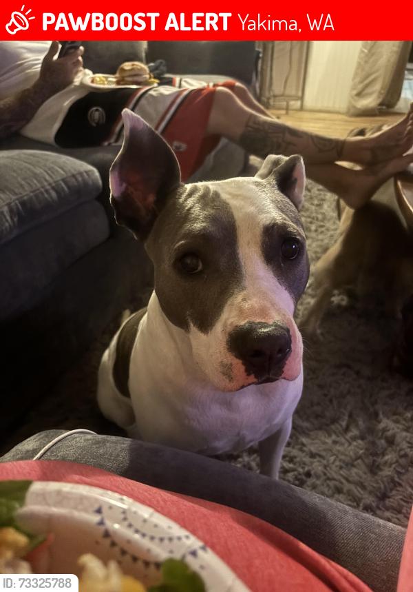 Lost Male Dog last seen 53rd and chesnut, Yakima, WA 98908