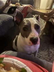 Lost Male Dog last seen 53rd and chesnut, Yakima, WA 98908