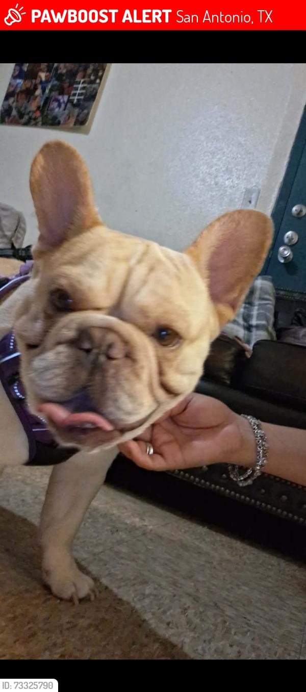 Lost Male Dog last seen West Side, San Antonio, TX 78253