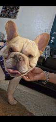 Lost Male Dog last seen West Side, San Antonio, TX 78253