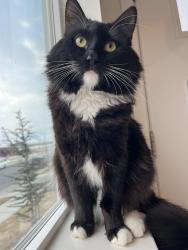 Lost Male Cat last seen Front Brookhaven Elementary Eagle Mountain, Eagle Mountain, UT 84005
