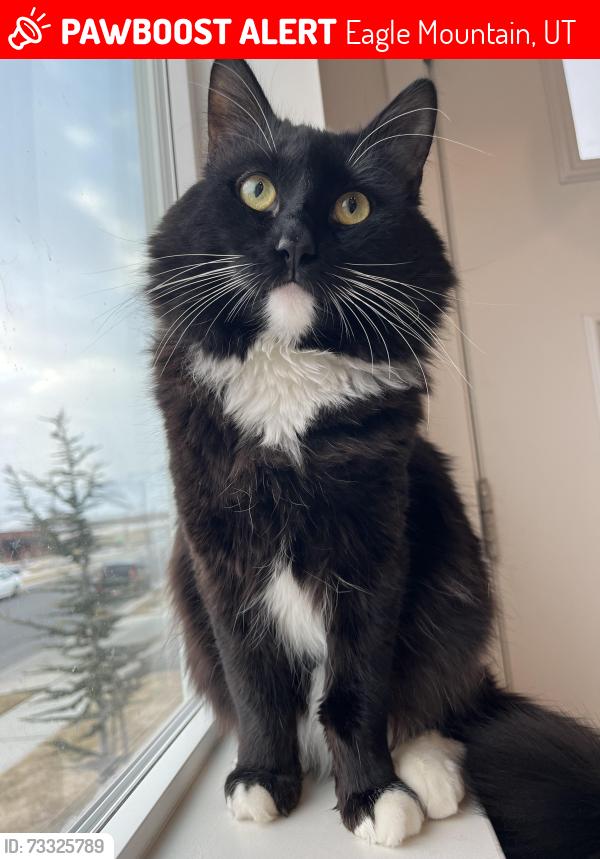 Lost Male Cat last seen Front Brookhaven Elementary Eagle Mountain, Eagle Mountain, UT 84005