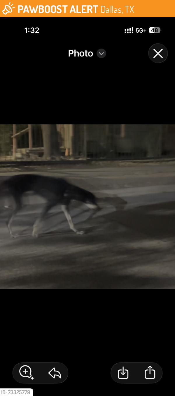 Found/Stray Unknown Dog last seen In front of Okd City Patj, Dallas, TX 75215