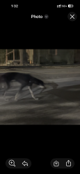 Found/Stray Unknown Dog last seen In front of Okd City Patj, Dallas, TX 75215