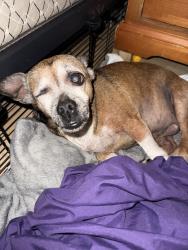 Reunited Female Dog last seen Silver Sage Dr., Haltom City, TX 76137