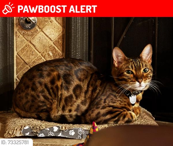 Lost Male Cat last seen Ridgeline Dr and Wilson, Rancho Cucamonga, CA 91739