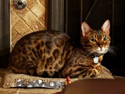 Lost Male Cat last seen Ridgeline Dr and Wilson, Rancho Cucamonga, CA 91739