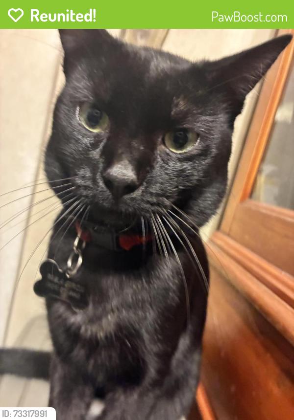 Reunited Male Cat last seen north mayfield avenue San bernardino CA, San Bernardino, CA 92410