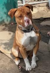 Reunited Male Dog last seen By 711 by Durant square, Oakland, CA 94621