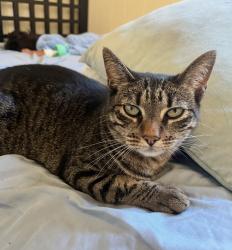 Reunited Female Cat last seen 45th and Logan, San Diego, CA 92113